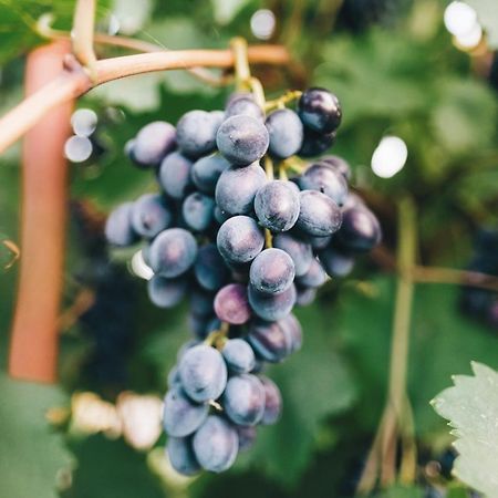 Case Vacanza Podere Risoino Poggibonsi Exterior foto